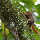 Image of Southern Palawan Tree Squirrel