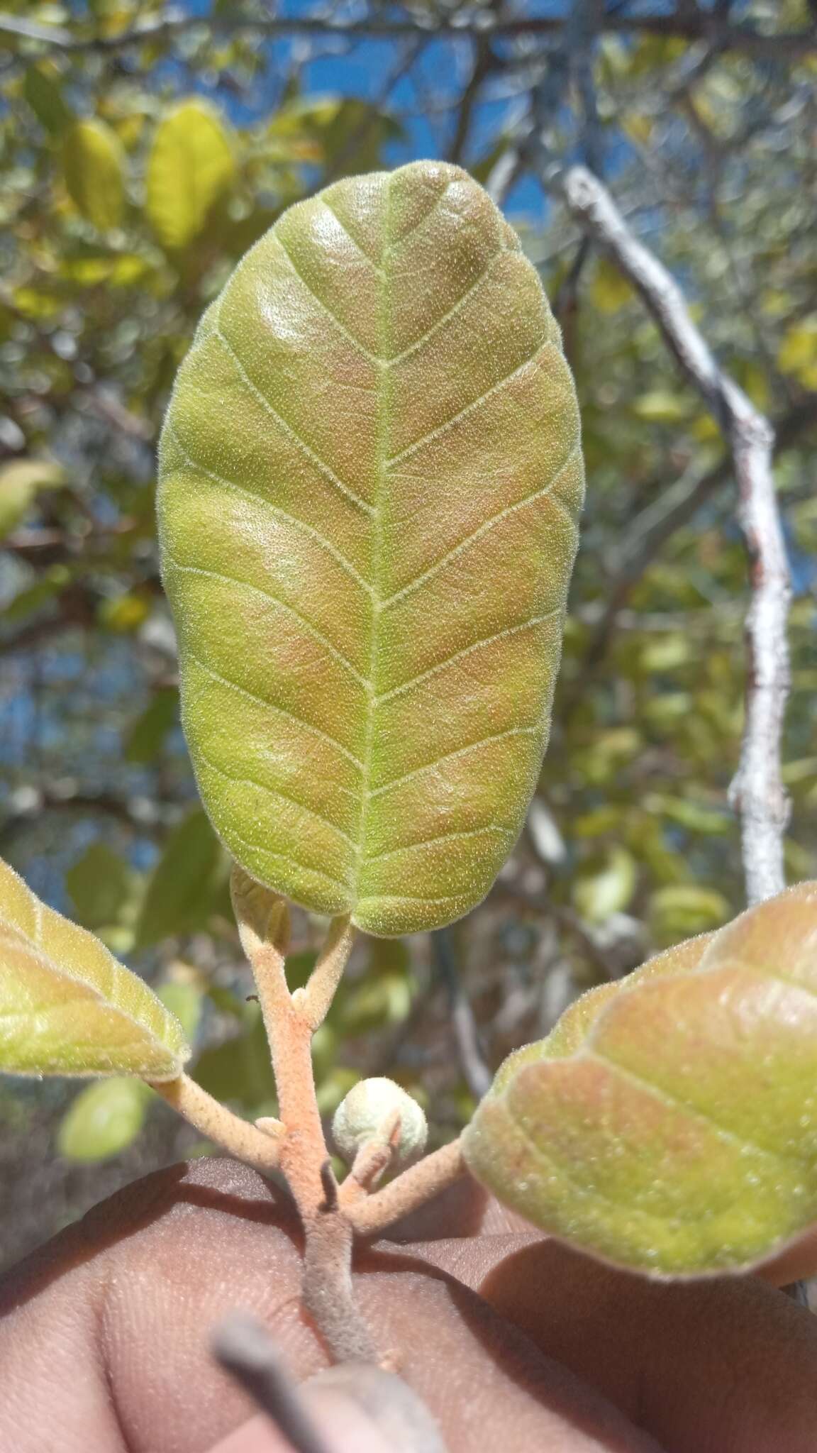 Image of Perrierodendron boinense (H. Perrier) Cavaco