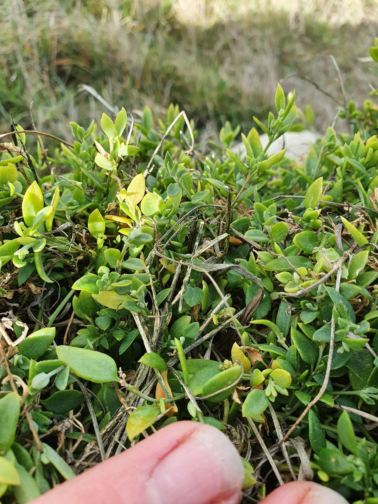 Plancia ëd Chenopodium nutans subsp. nutans