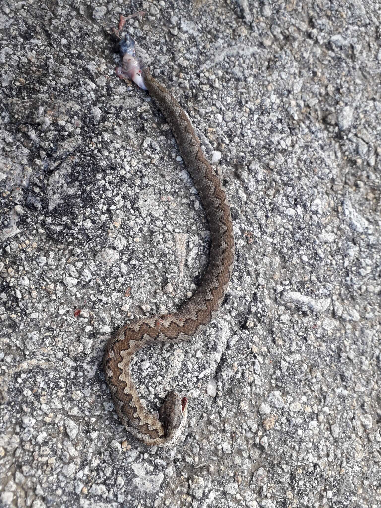 Image of Vipera latastei gaditana Saint Girons 1977