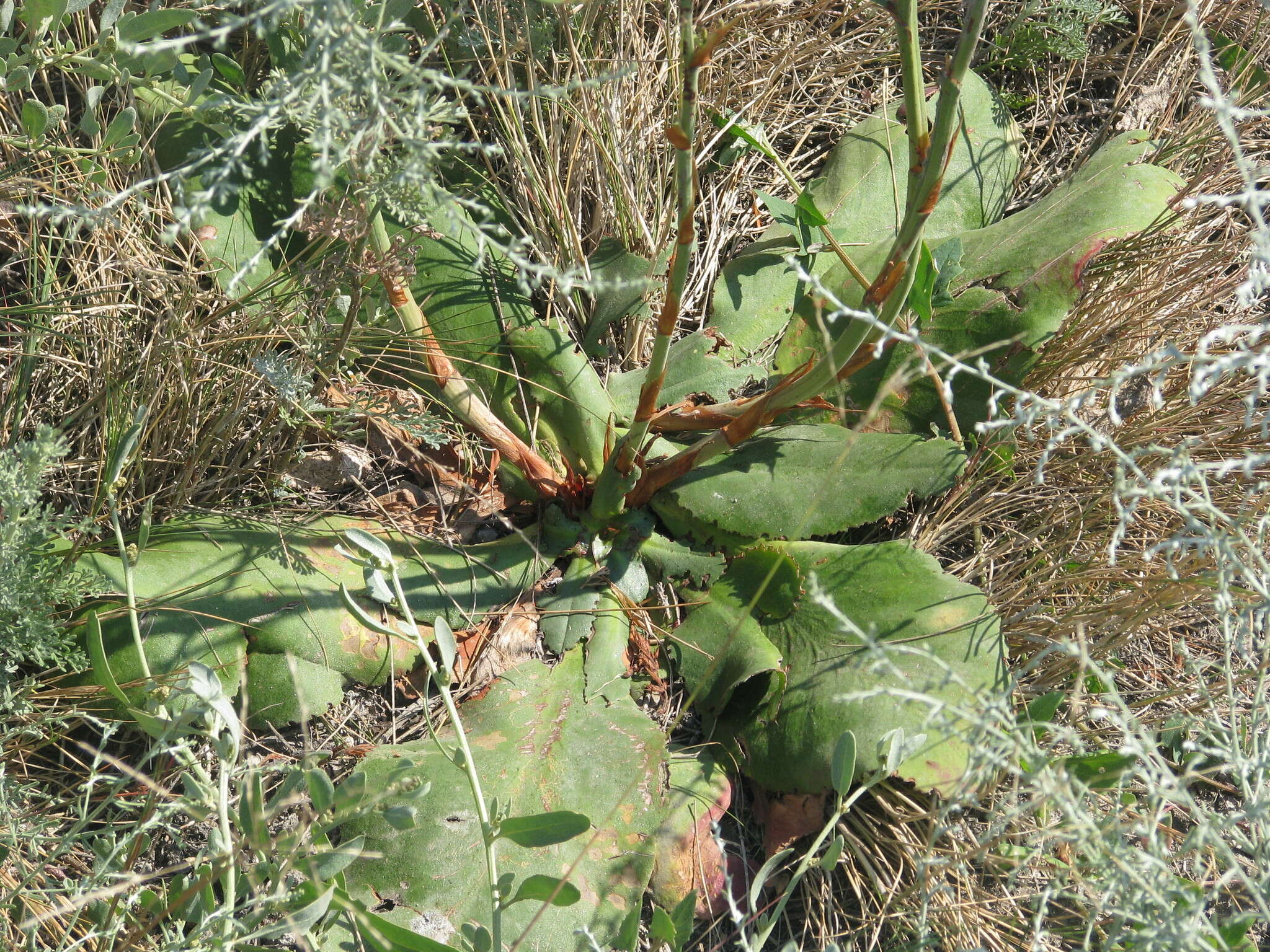 Plancia ëd Limonium alutaceum (Stev.) O. Kuntze