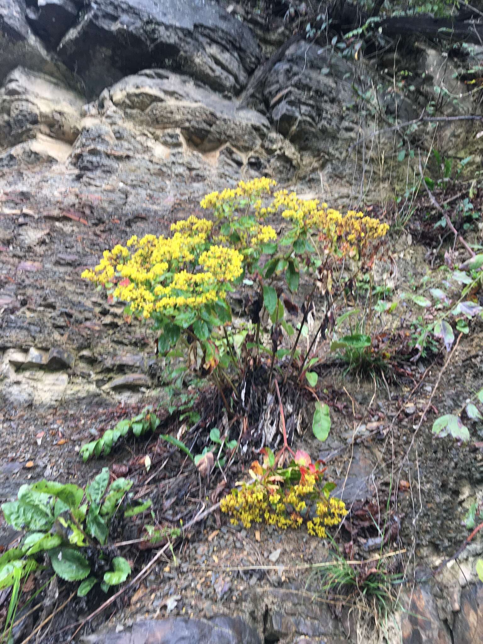 Image of shale barren buckwheat