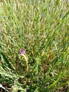 صورة Dianthus campestris M. Bieb.