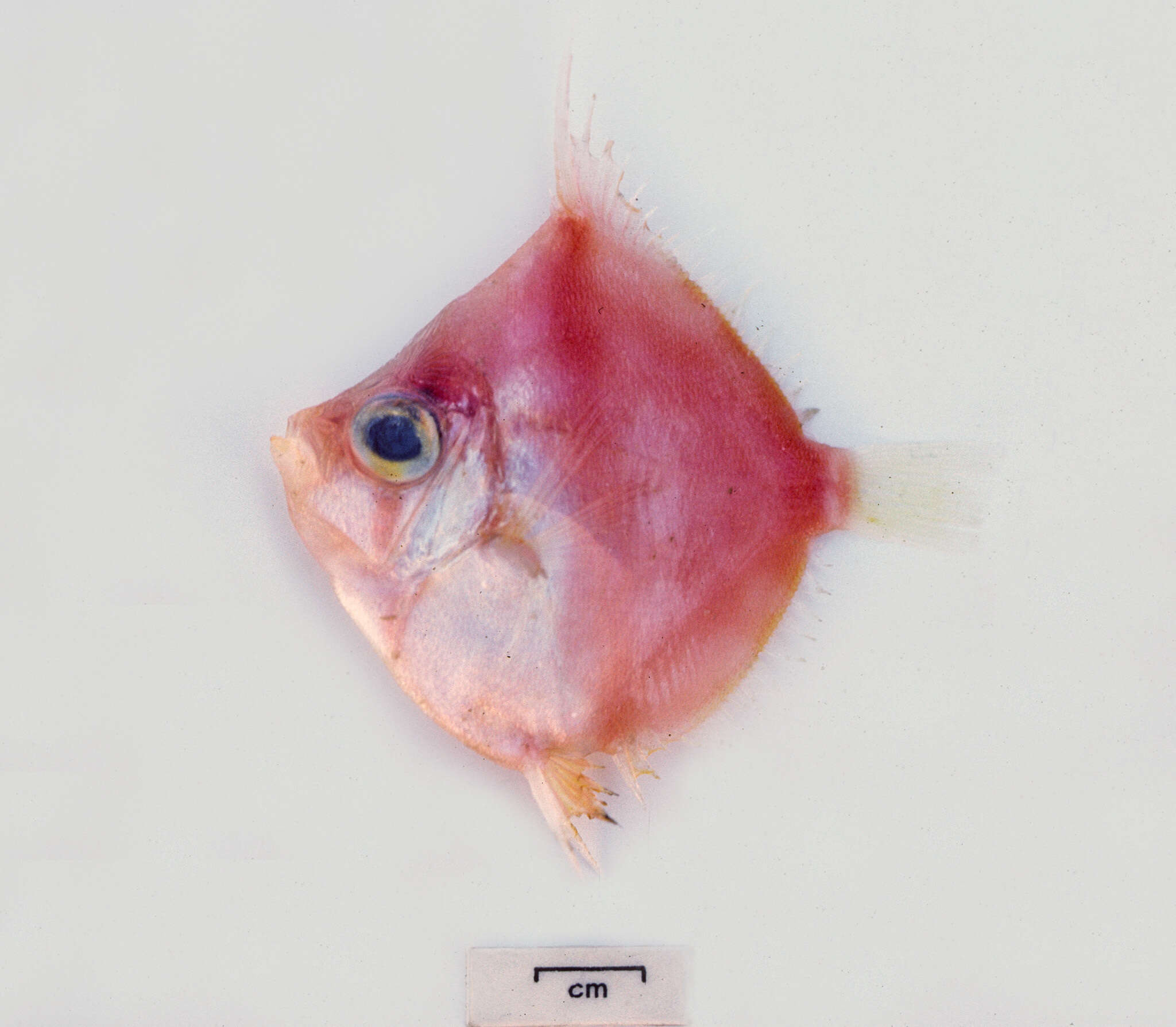 Image of Rosy boarfish