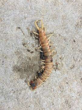 Image of Scolopendra aztecorum Verhoeff 1934