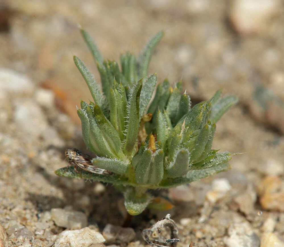 Image of sanddune linanthus