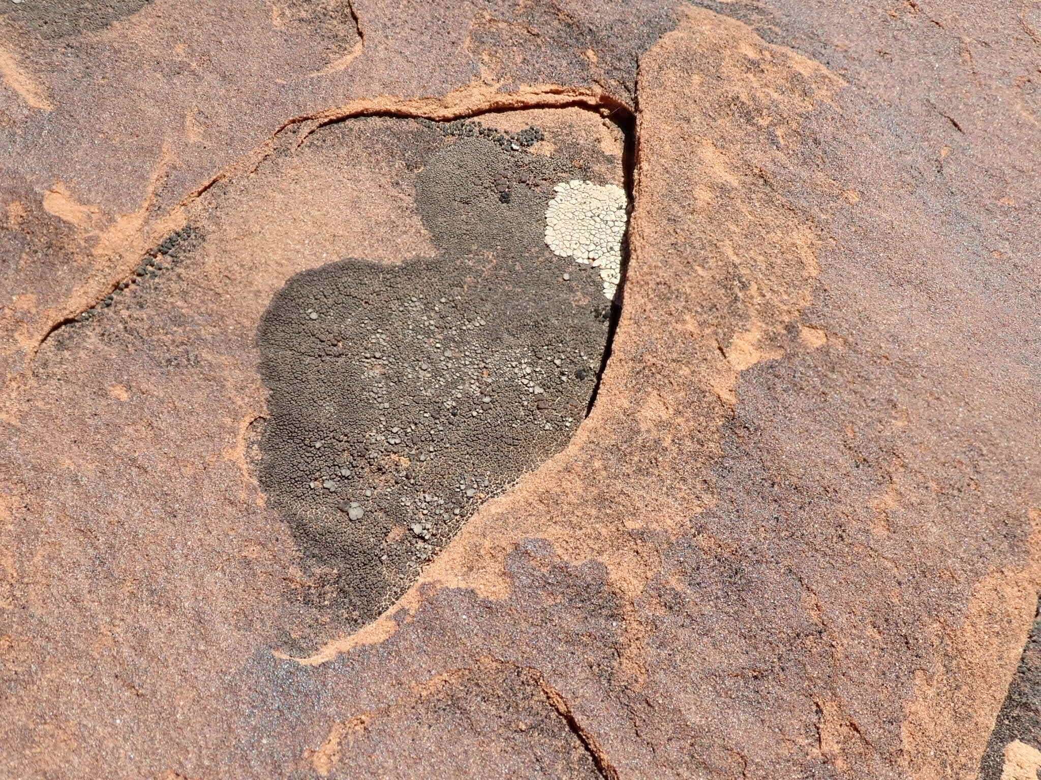 Image of Hoary cobblestone lichen;   Cracked lichen