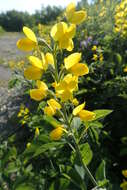 Image of Thermopsis lupinoides (L.) Link