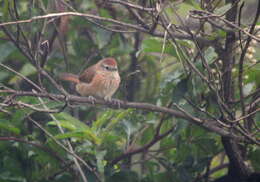 Image of Spot-breasted Thornbird