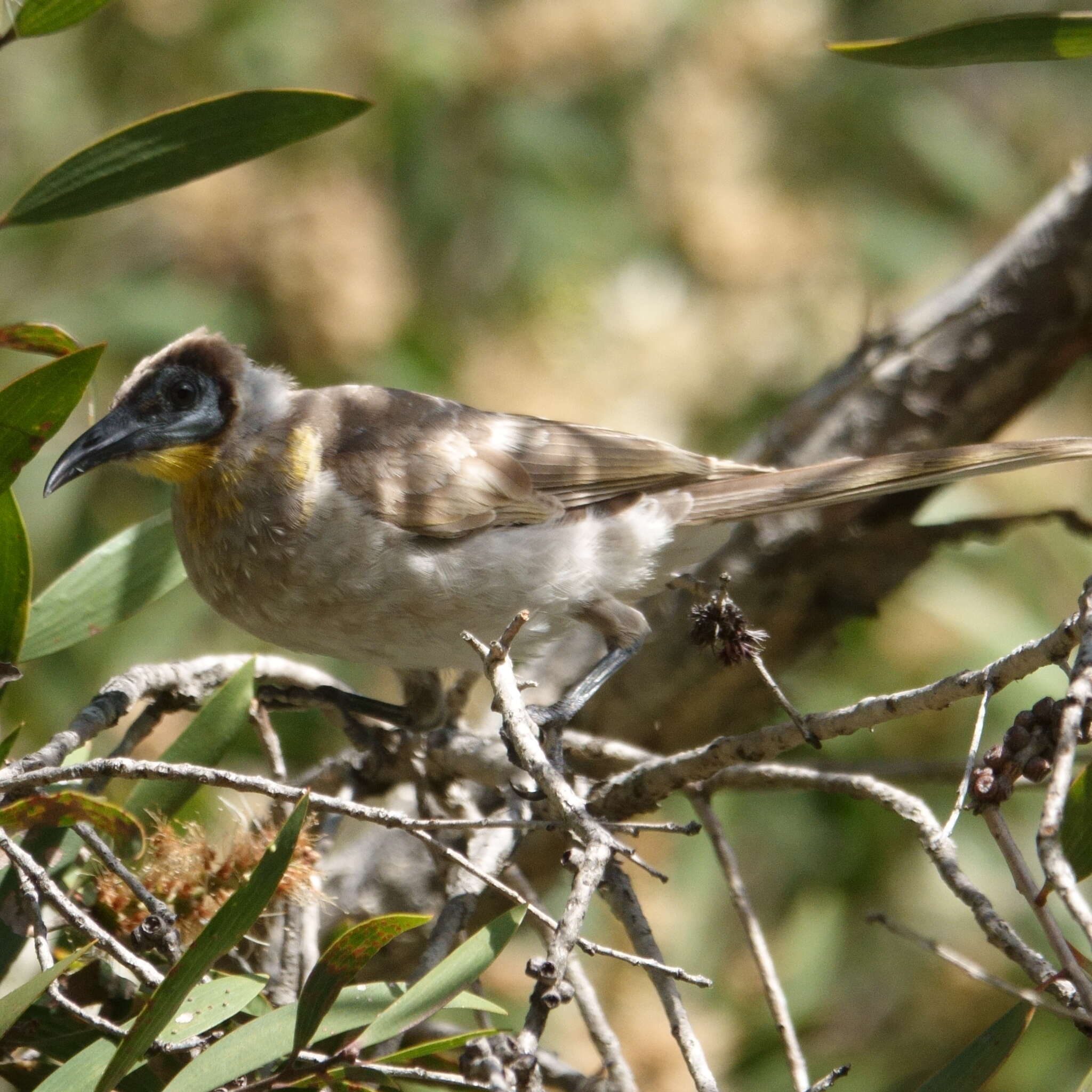 Image of Little Friarbird