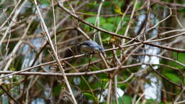 Image of White-lored Gnatcatcher