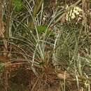 Image of silverhair pineapplegrass