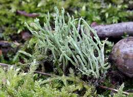 Image of cup lichen