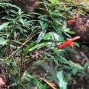 Image de Columnea rubricaulis Standl.