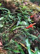 Image de Columnea rubricaulis Standl.