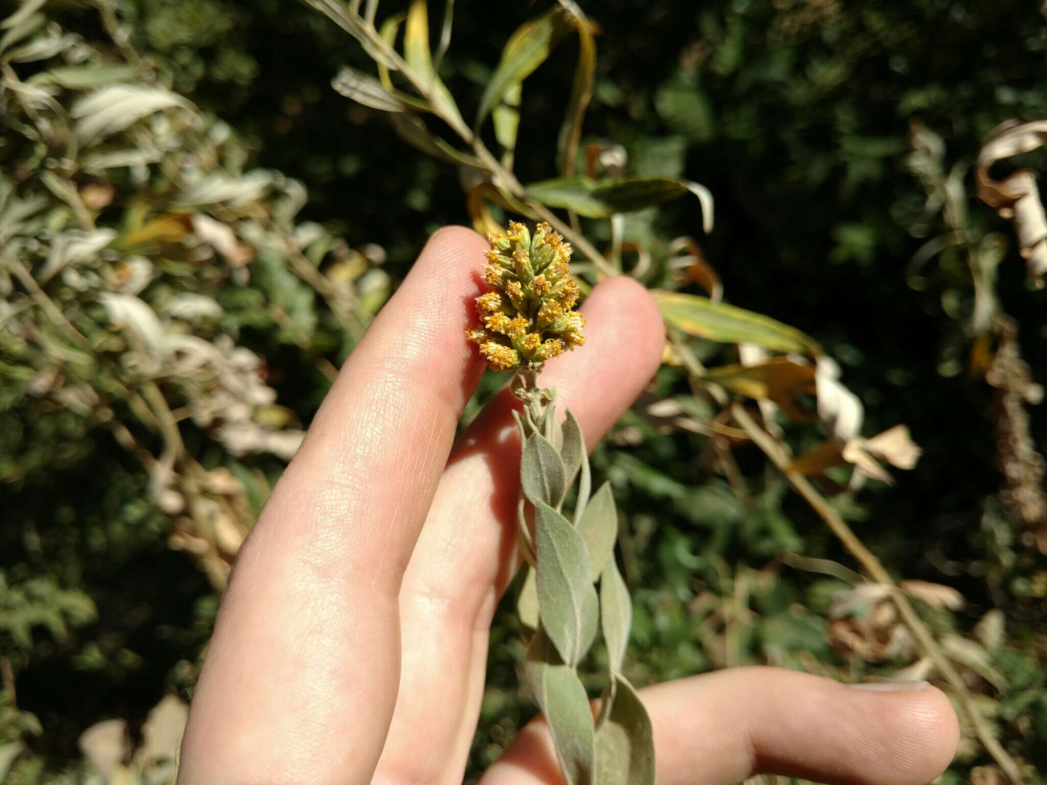 Sivun Solidago velutina DC. kuva