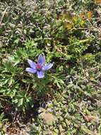 Image of Porcupine River thimbleweed