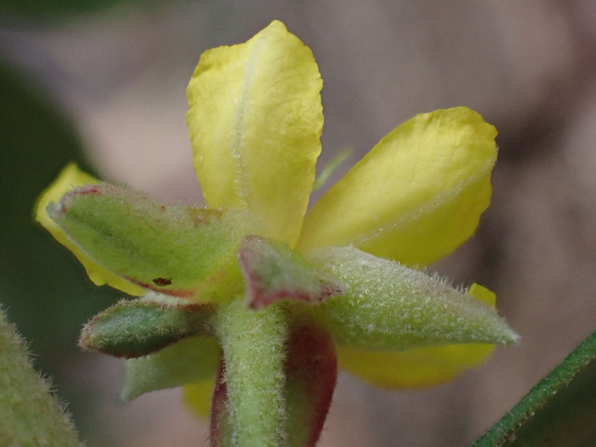 Image de Hibbertia hexandra C. T. White