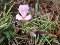 Image of Tephrosia obovata Merr.