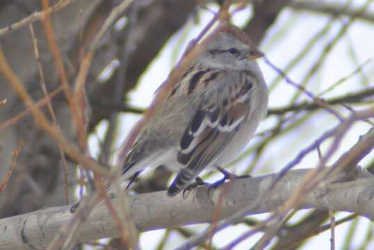 Imagem de Spizelloides arborea ochracea (Brewster 1882)