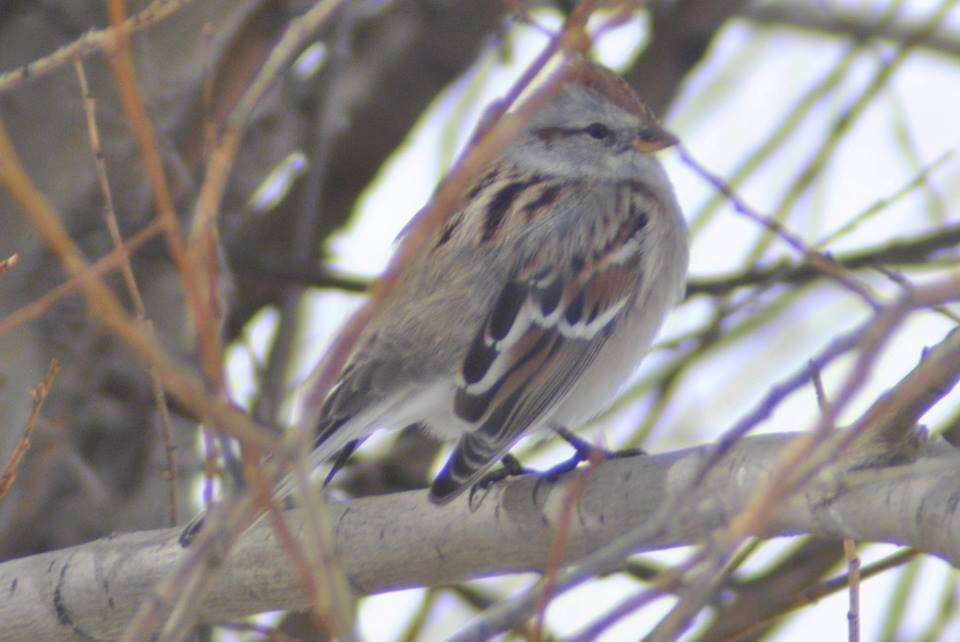 صورة Spizelloides arborea ochracea (Brewster 1882)