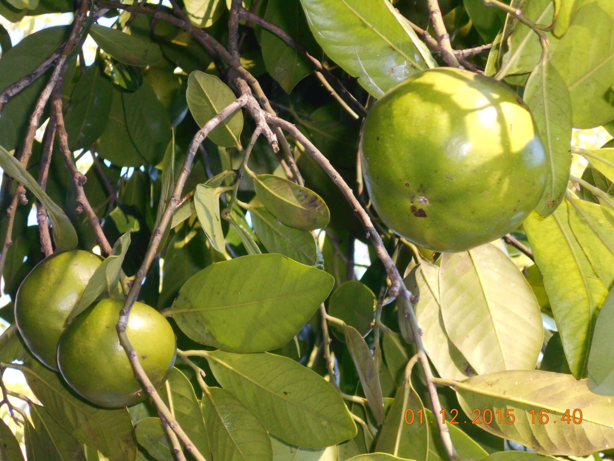 Plancia ëd Diospyros nigra (J. F. Gmel.) Perrier