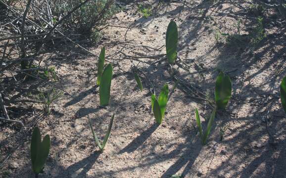 Image of Haemanthus amarylloides subsp. polyanthus Snijman