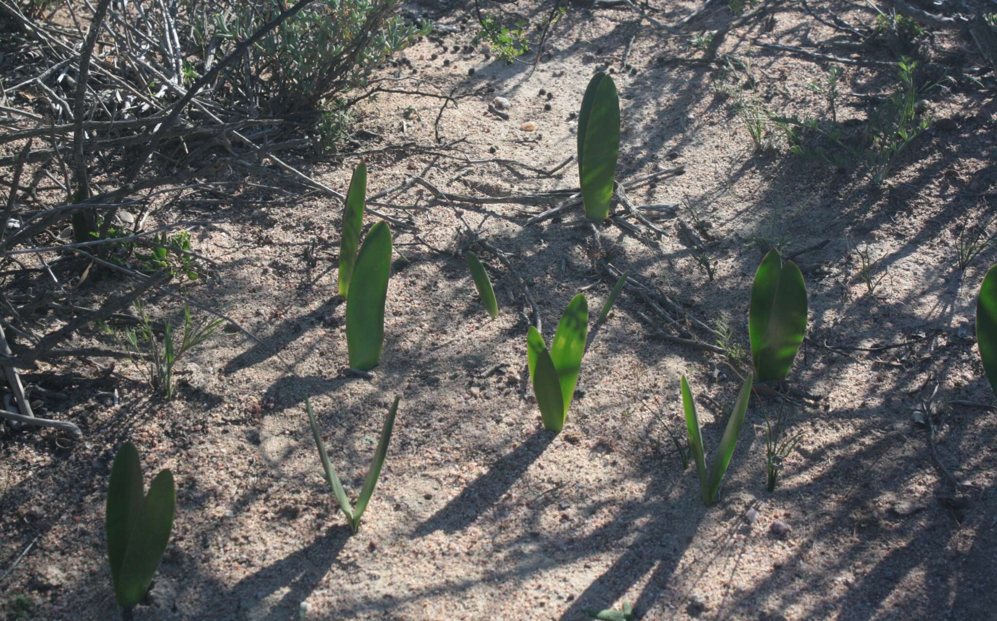 صورة Haemanthus amarylloides subsp. polyanthus Snijman