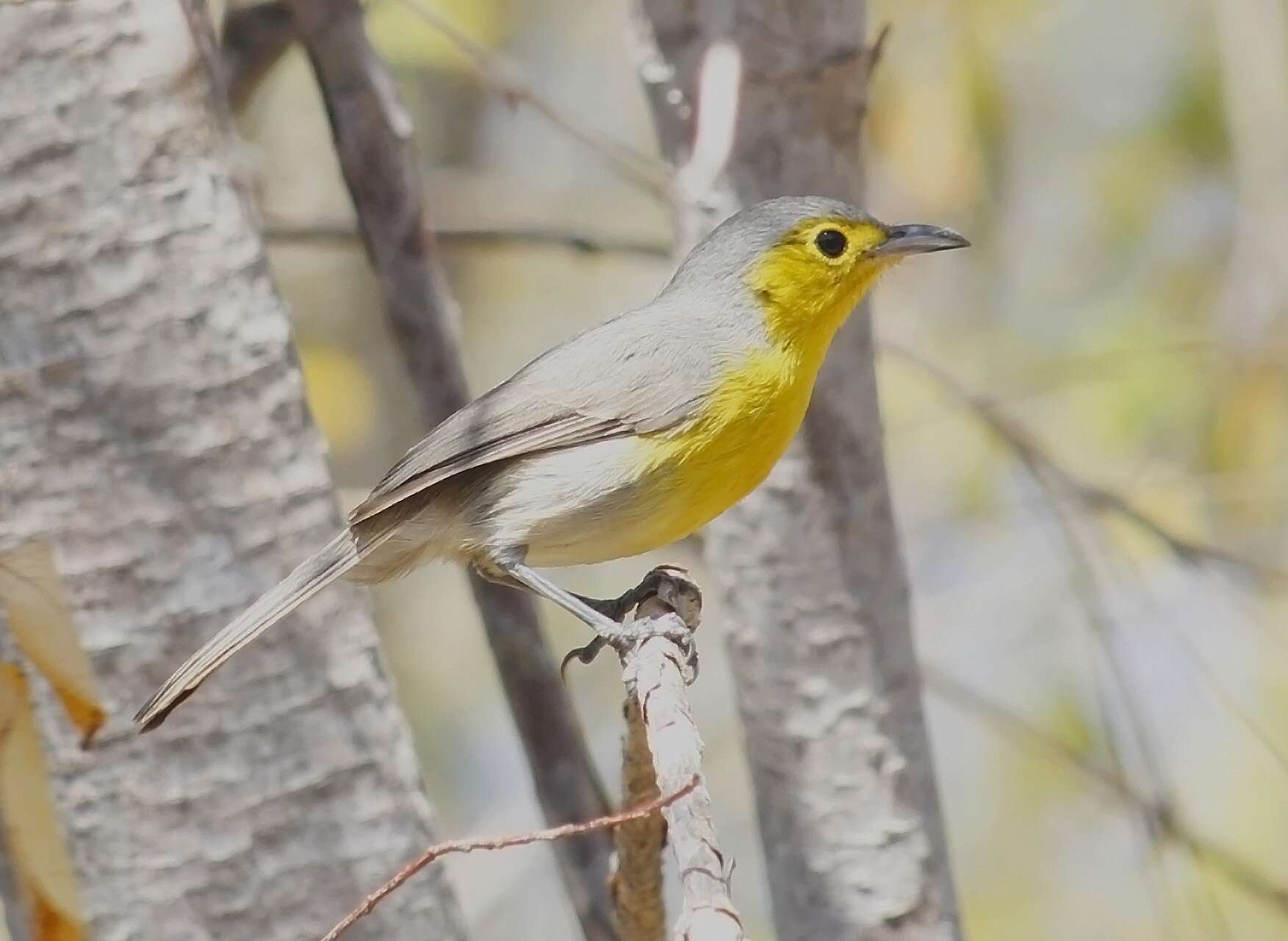 Image de Teretistridae