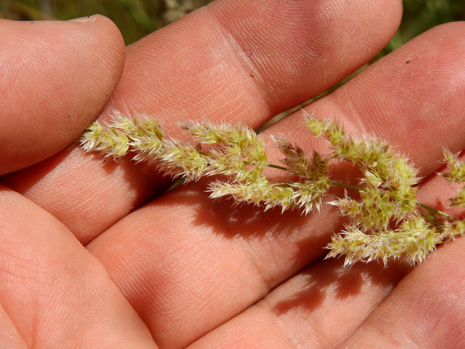 Image of Poa ligularis Nees ex Steud.