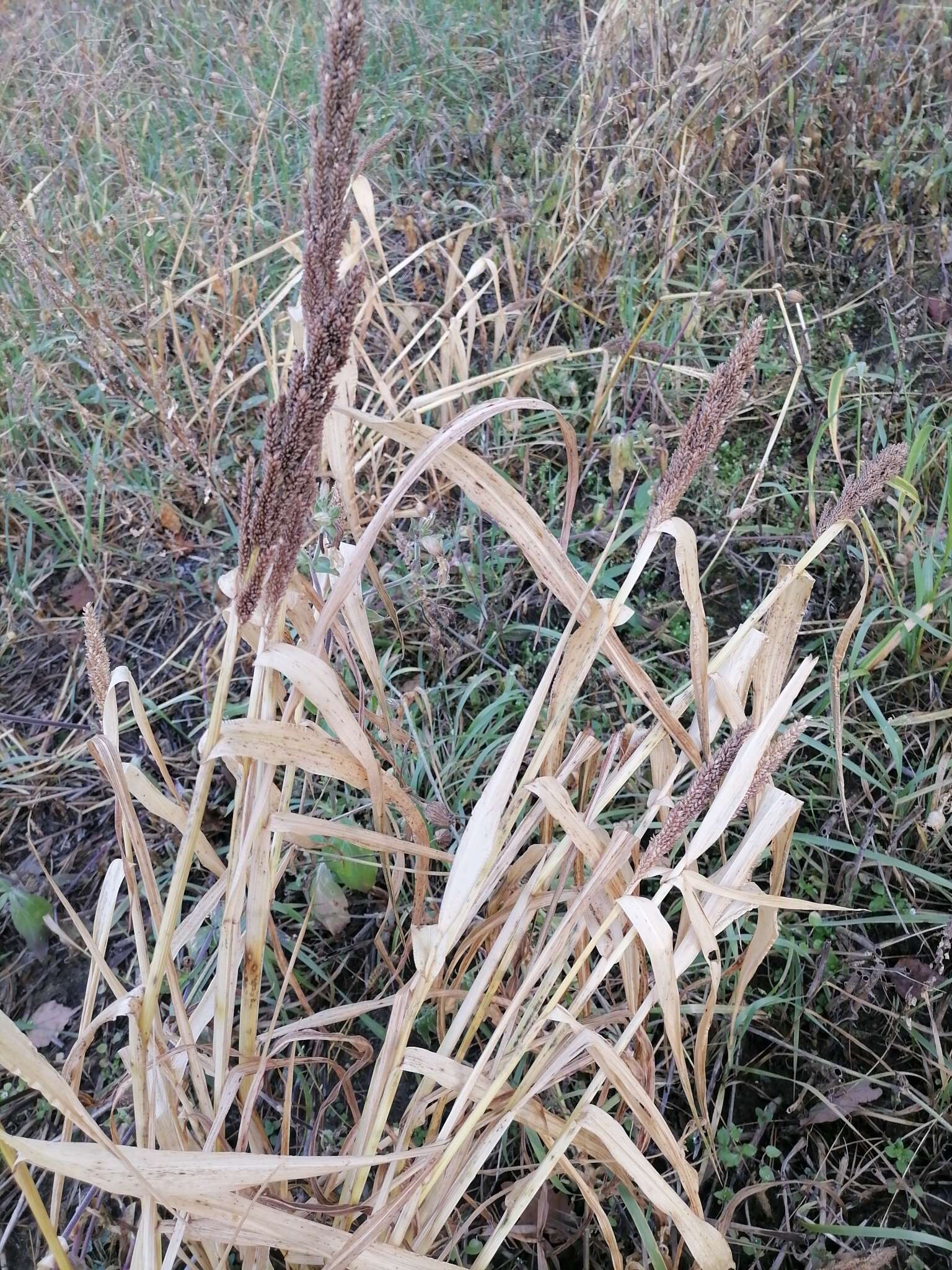 Echinochloa esculenta (A. Braun) H. Scholz resmi