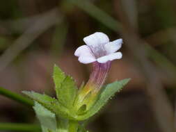 Image de Gratiola pubescens R. Br.