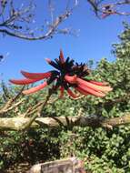 Слика од Erythrina pallida Britton