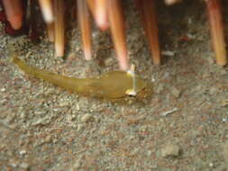 Image of Hector's clingfish