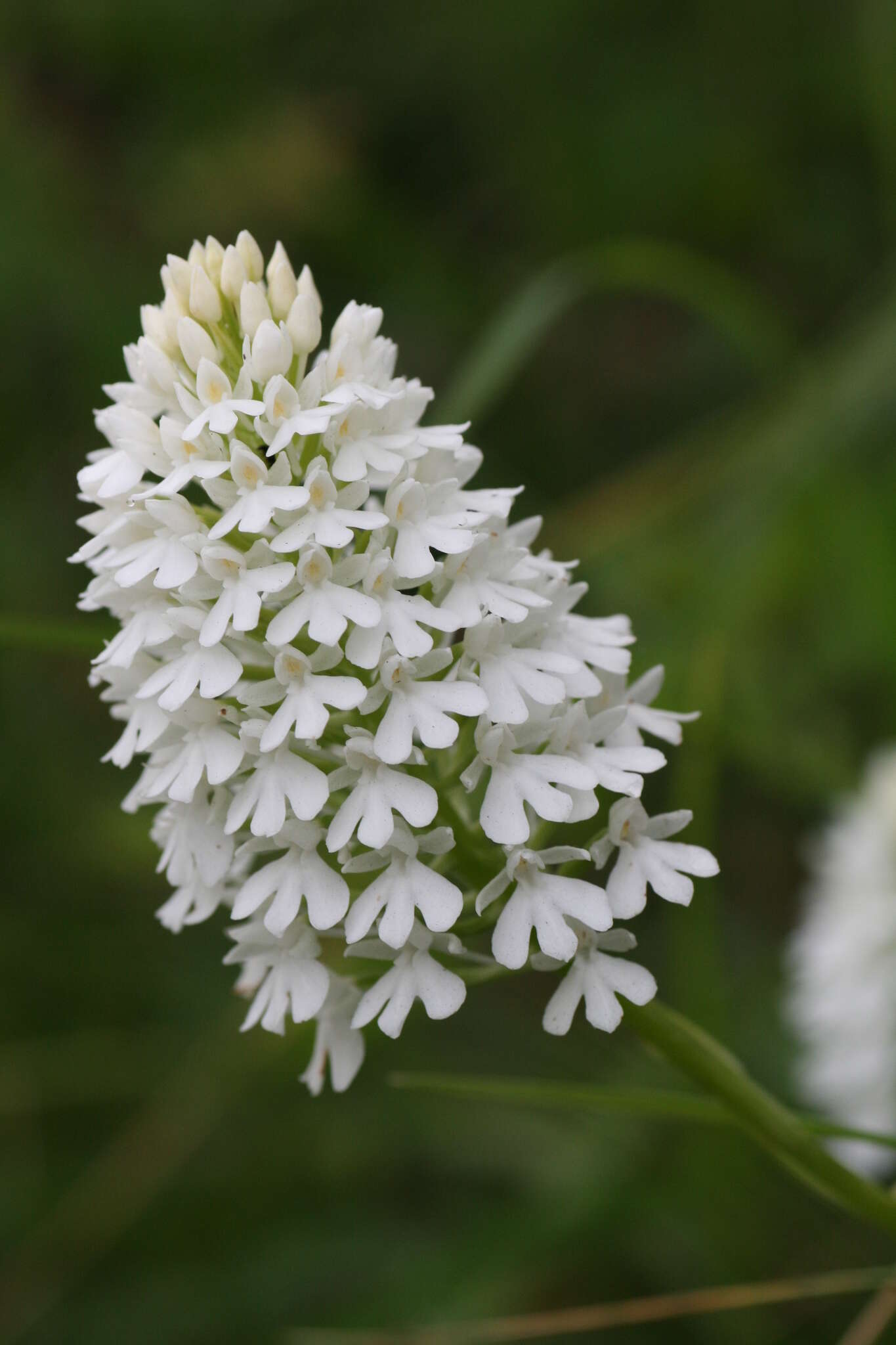 صورة Anacamptis pyramidalis (L.) Rich.