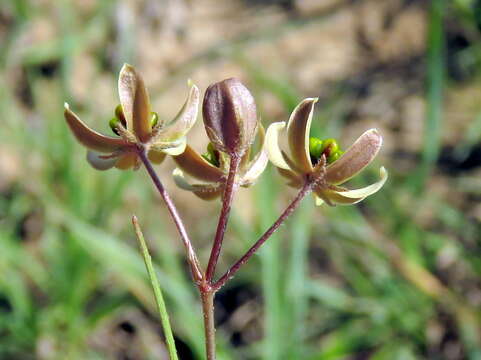 Image of Schizoglossum linifolium Schltr.