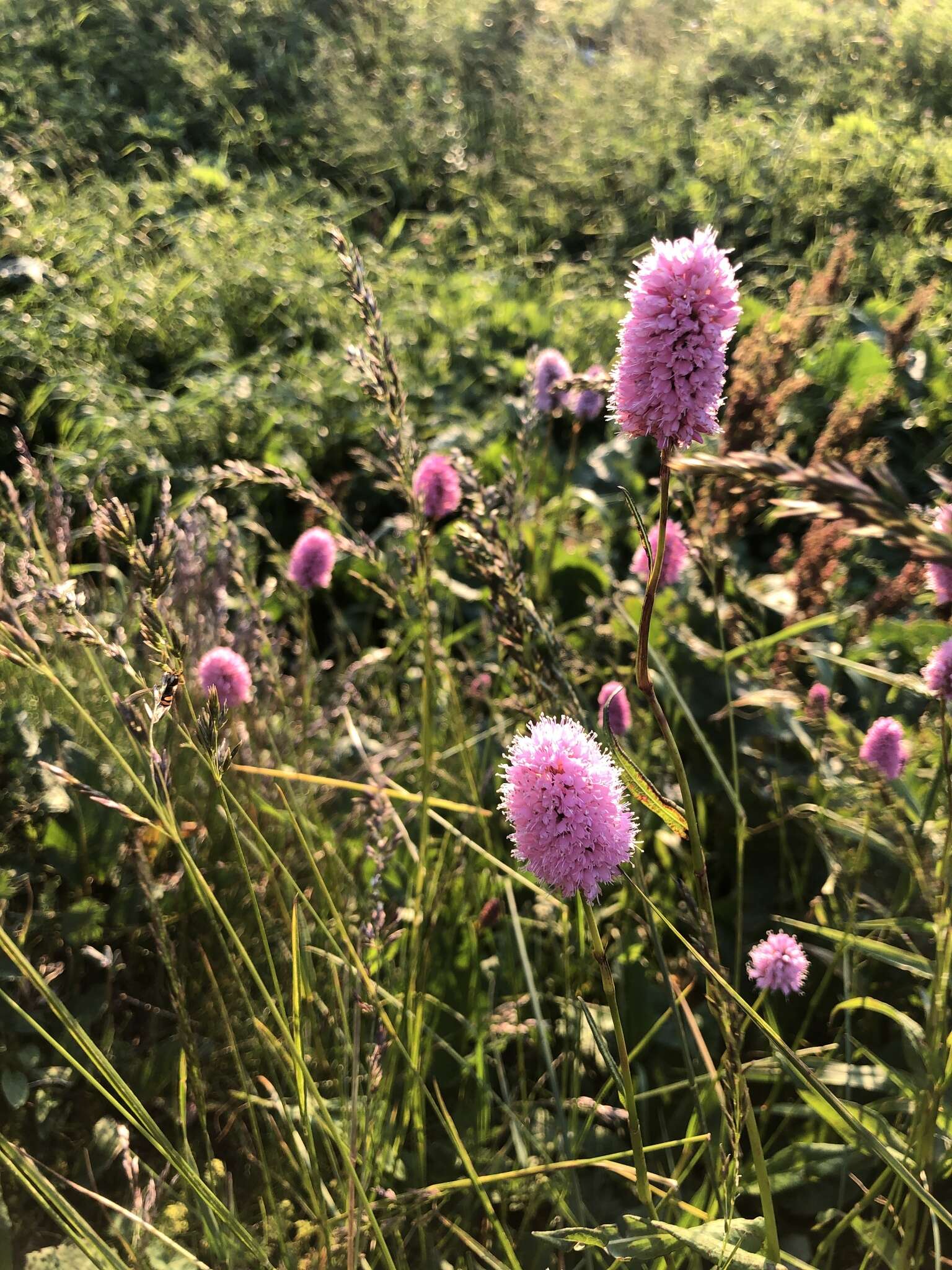 Image of Bistorta officinalis subsp. carnea (C. Koch) Sojak.