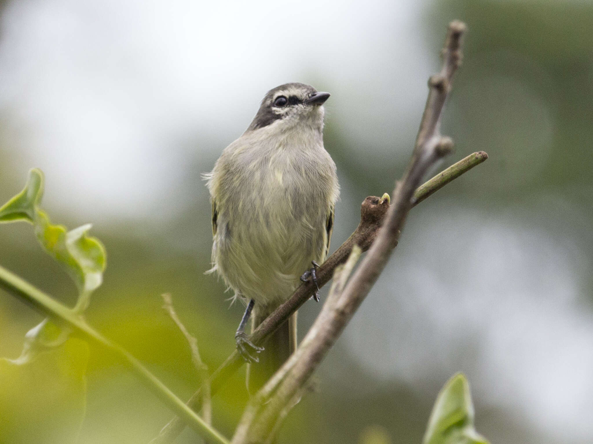 Image of Venezuelan Tyrannulet