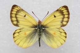 Image of Colias ladakensis Felder & Felder 1865