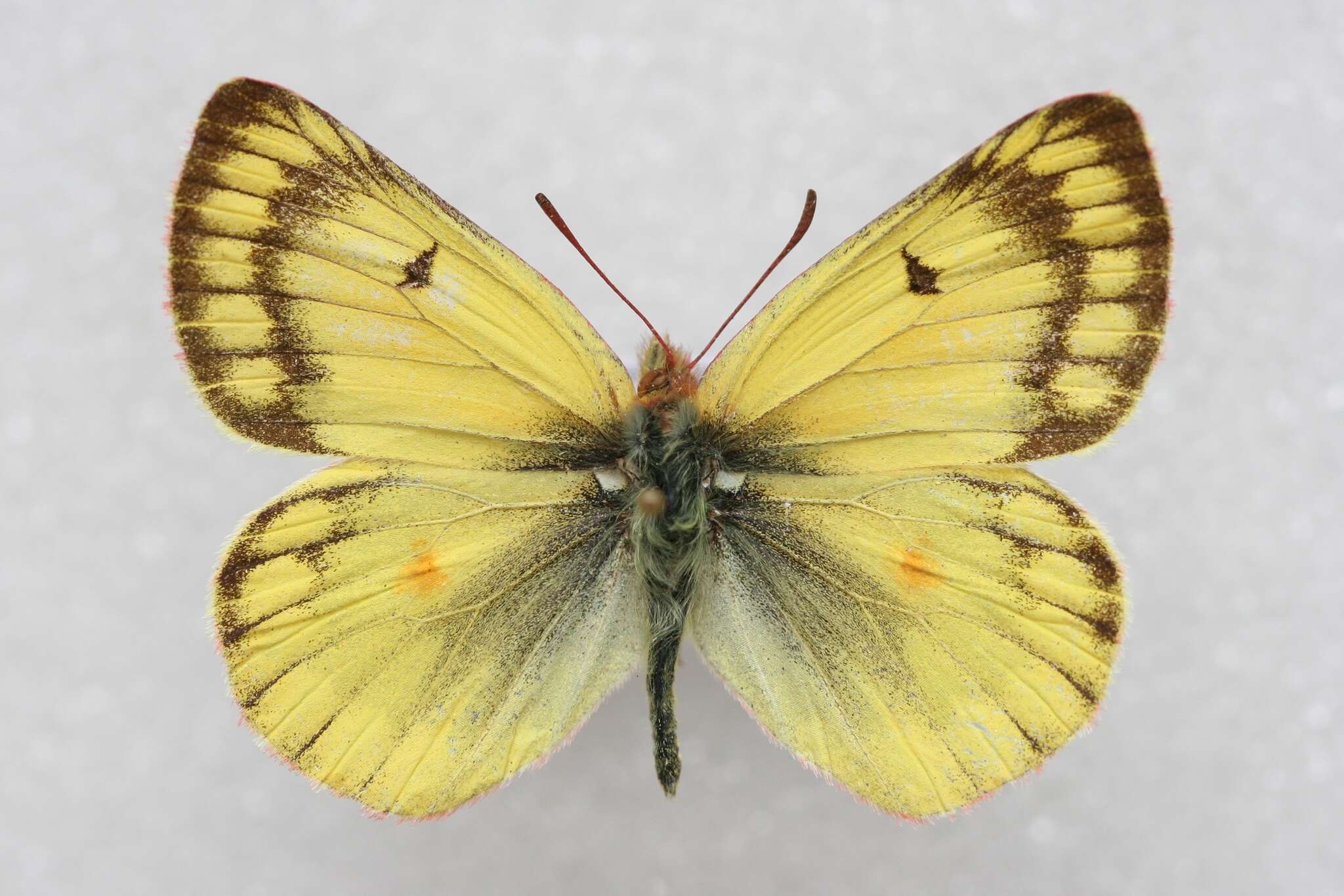 Image of Colias ladakensis Felder & Felder 1865