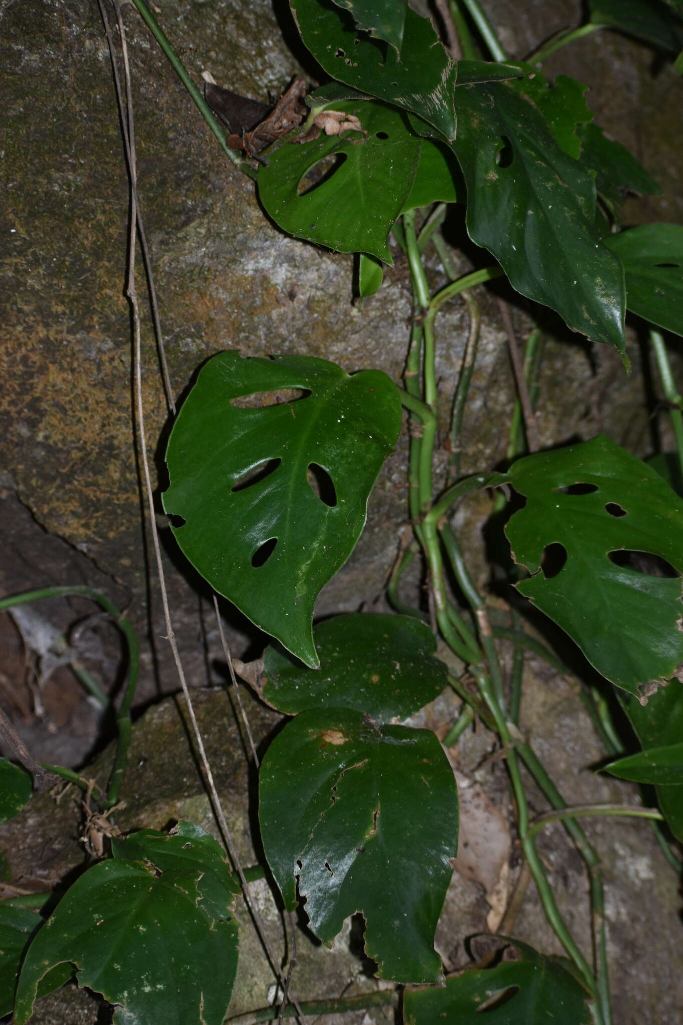 Image of Monstera acuminata K. Koch