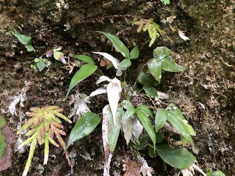 Image of Pteris deltodon Bak.