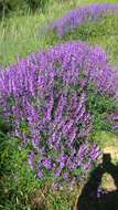 Image of Fine-leaf vetch