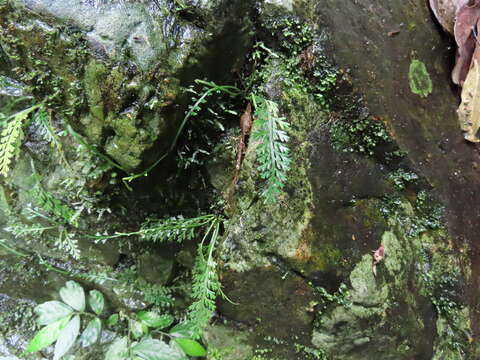 Image of Asplenium prolongatum Hook.