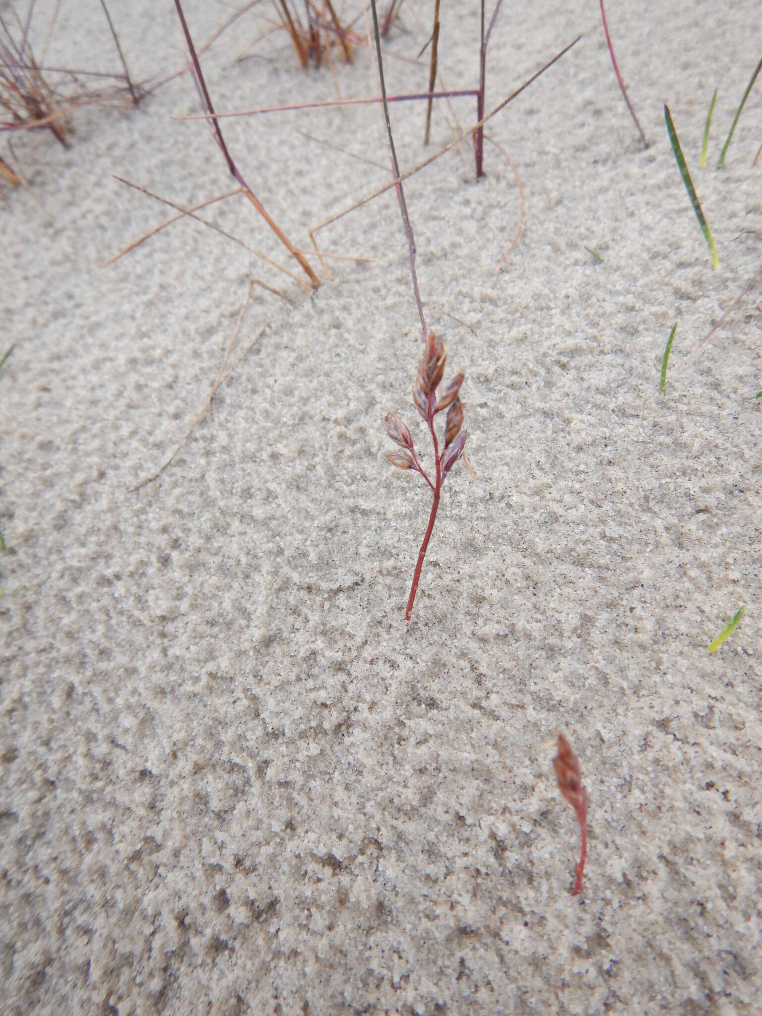 Image of Richardson's fescue