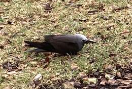 Image of Lesser Noddy