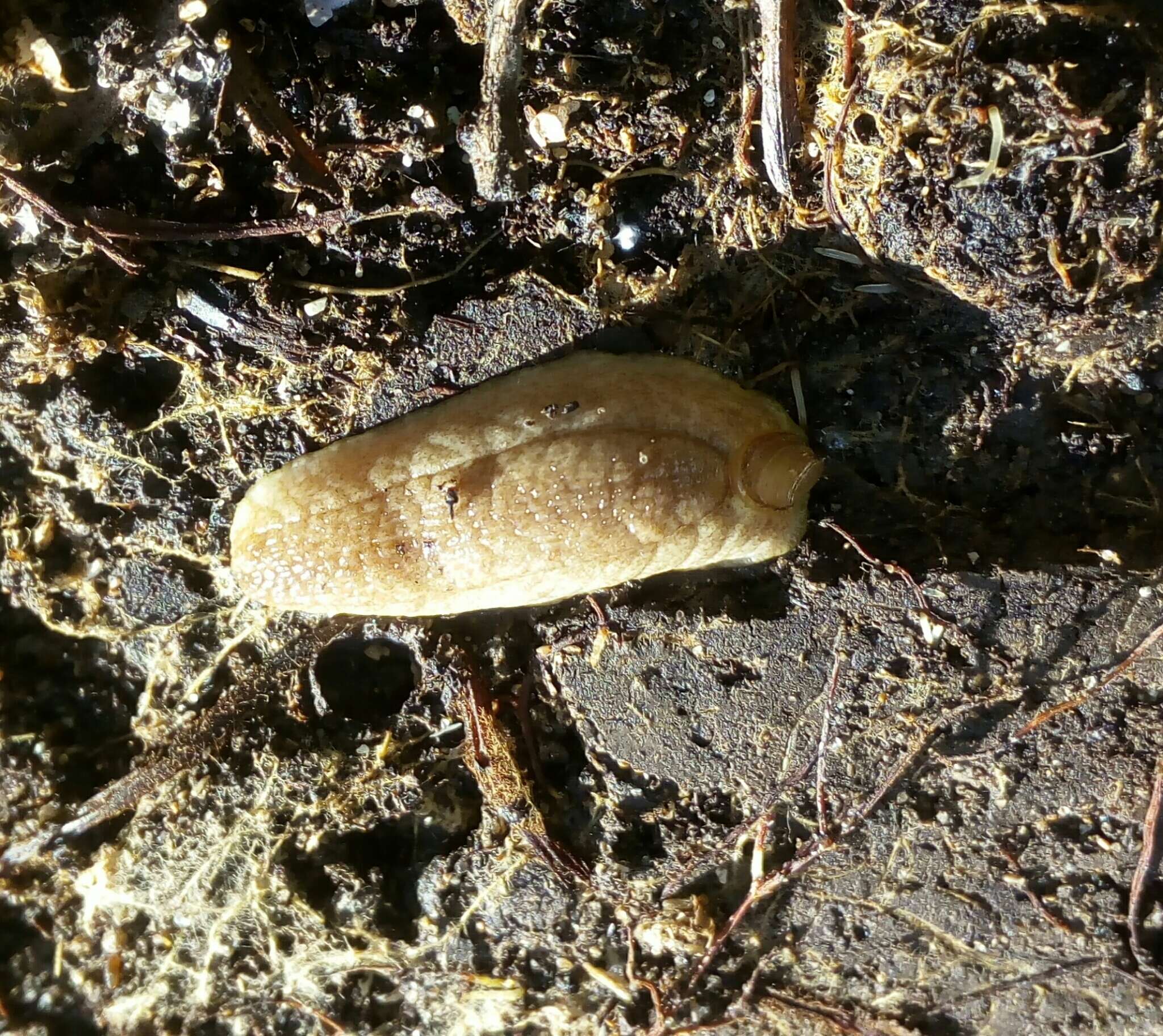 Image of Shelled slug