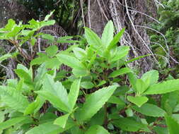 Image of Ascarina lucida var. lanceolata (Hook. fil.) Allan