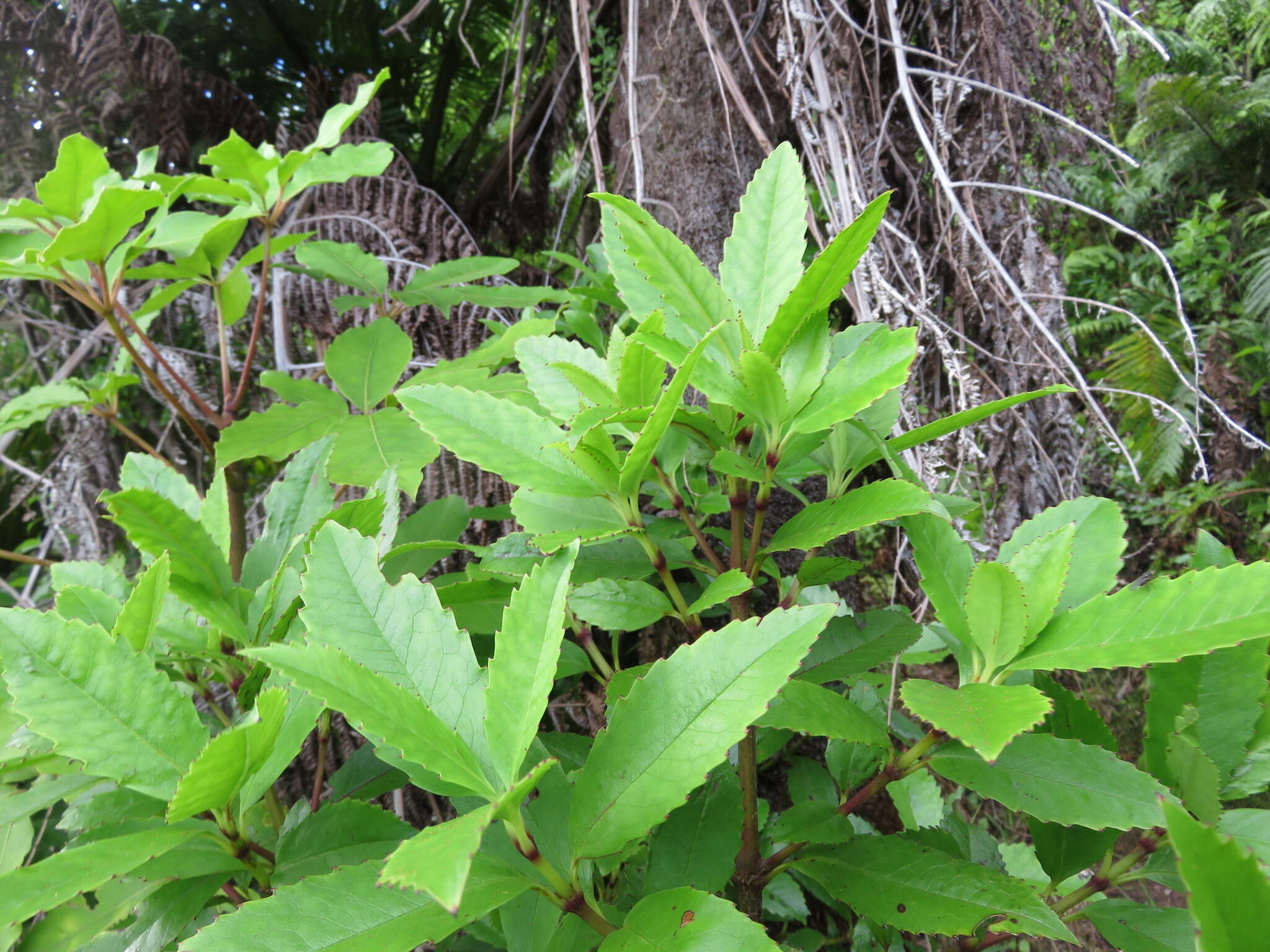 Image de Ascarina lucida var. lanceolata (Hook. fil.) Allan