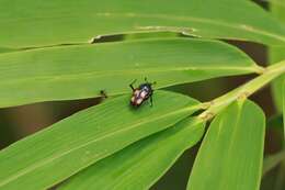 Imagem de Cymophorus pulchellus tonkinensis Schein 1954